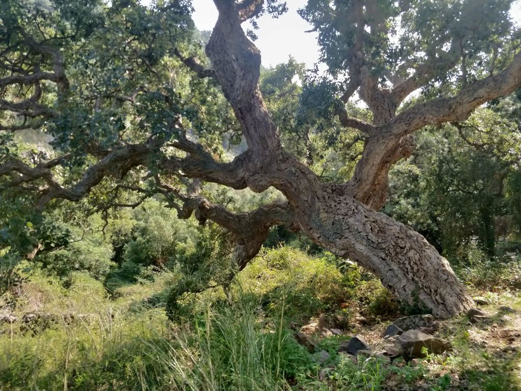 árbol alcornoque